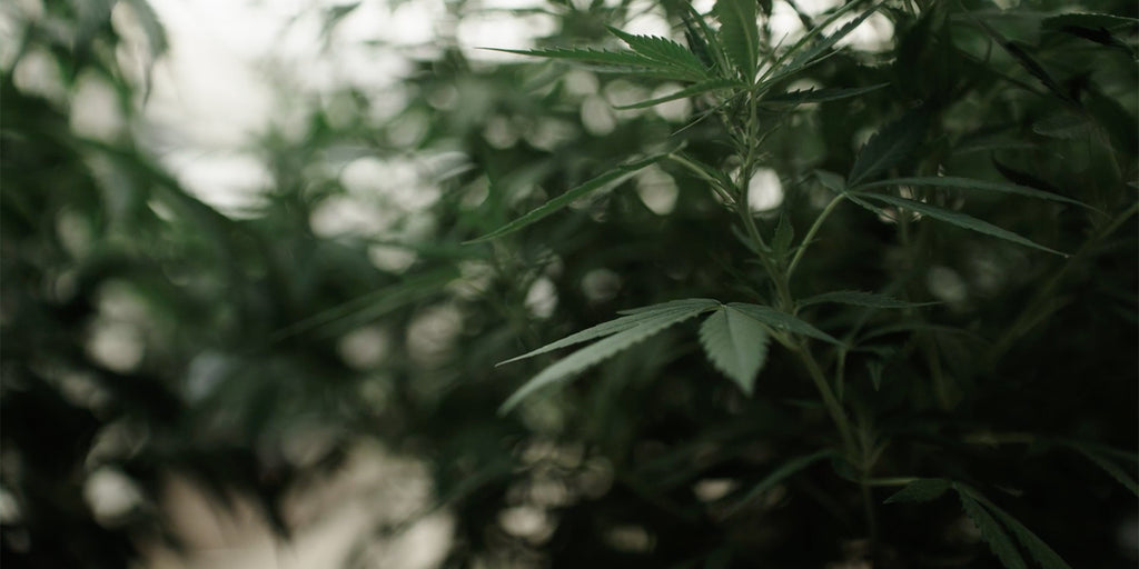 Was ist und kann CBD?